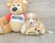 6 week old Aussiechon Puppy For Sale - Florida Fur Babies