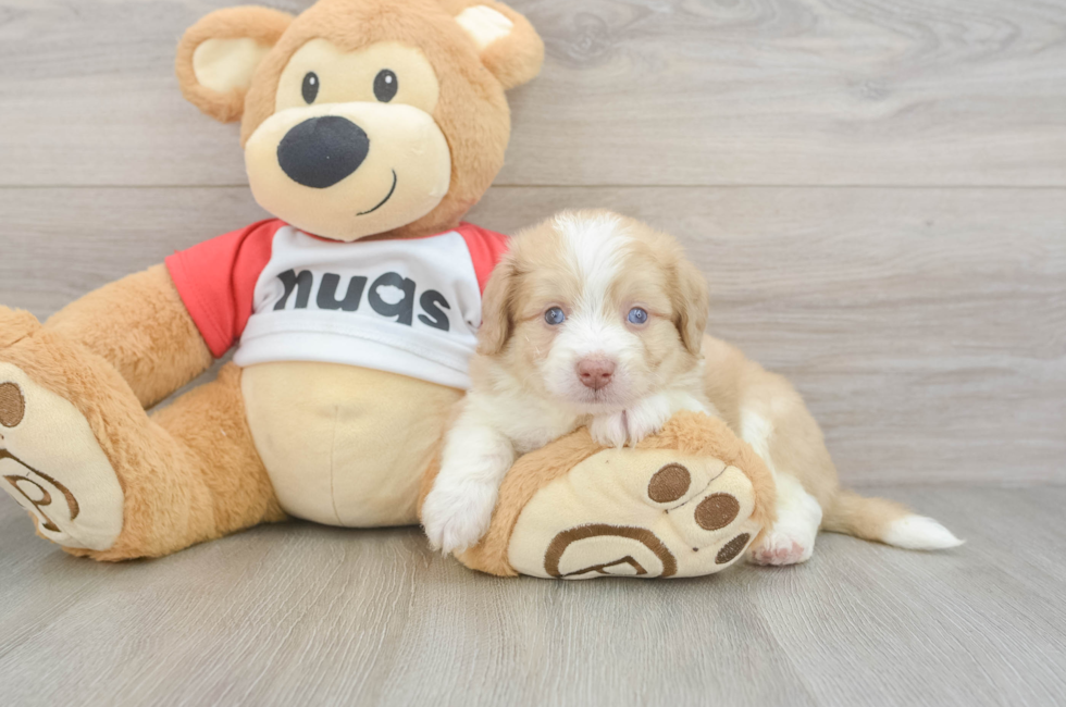 5 week old Aussiechon Puppy For Sale - Florida Fur Babies