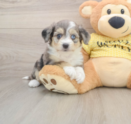 6 week old Aussiechon Puppy For Sale - Florida Fur Babies