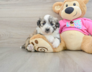 7 week old Aussiechon Puppy For Sale - Florida Fur Babies