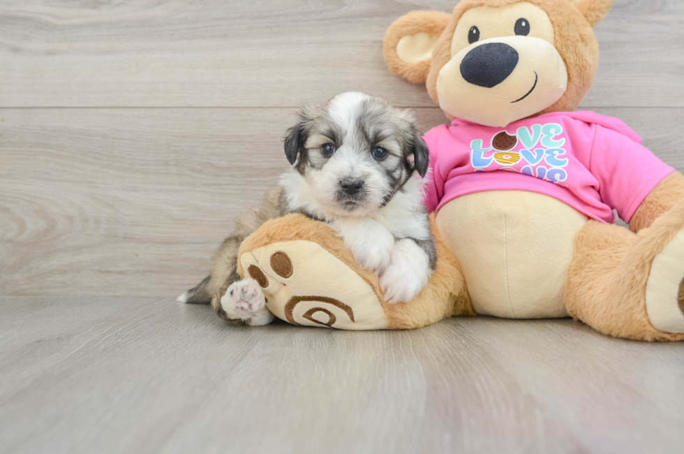 5 week old Aussiechon Puppy For Sale - Florida Fur Babies