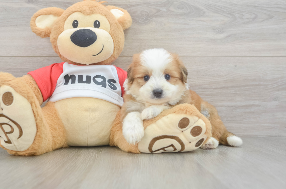 5 week old Aussiechon Puppy For Sale - Florida Fur Babies