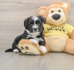 6 week old Aussiechon Puppy For Sale - Florida Fur Babies