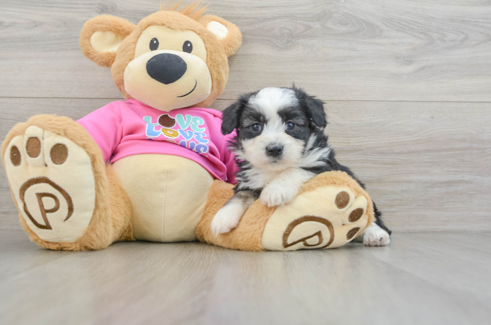 5 week old Aussiechon Puppy For Sale - Florida Fur Babies