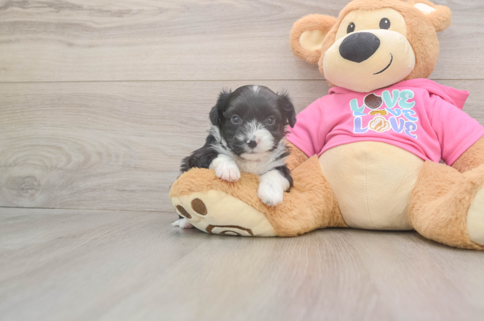 6 week old Aussiechon Puppy For Sale - Florida Fur Babies