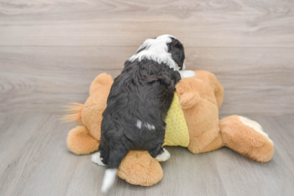 Aussiechon Pup Being Cute