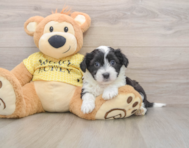 6 week old Aussiechon Puppy For Sale - Florida Fur Babies