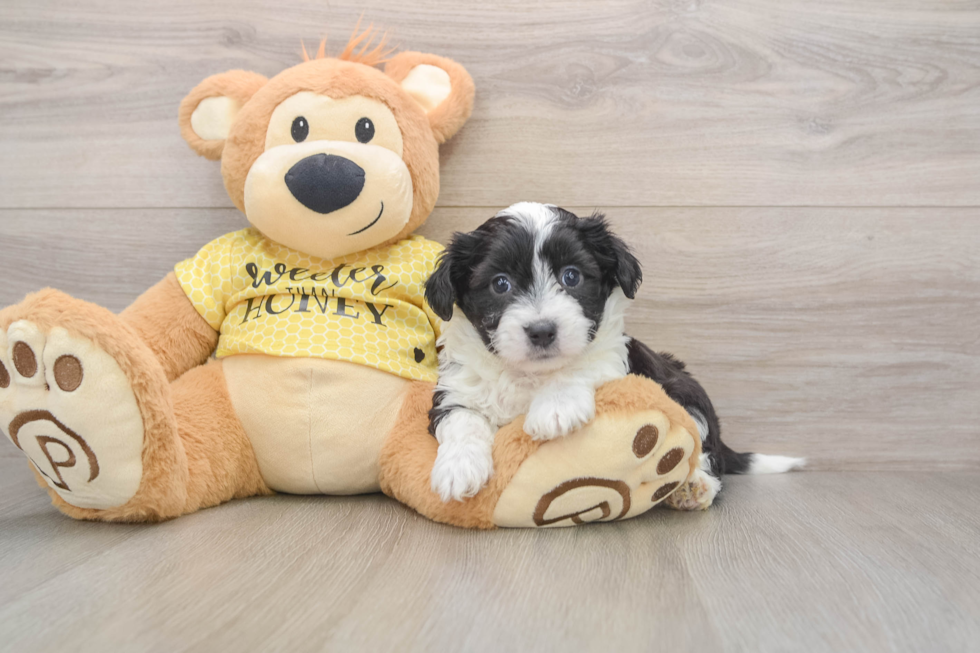 Best Aussiechon Baby