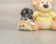 6 week old Aussiechon Puppy For Sale - Florida Fur Babies