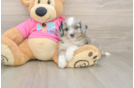 Best Aussiechon Baby