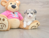 6 week old Aussiechon Puppy For Sale - Florida Fur Babies