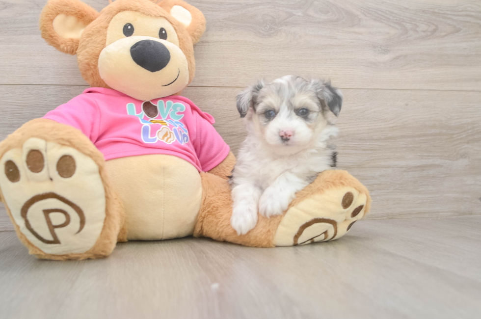 6 week old Aussiechon Puppy For Sale - Florida Fur Babies