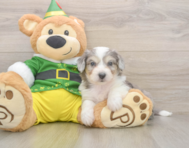 6 week old Aussiechon Puppy For Sale - Florida Fur Babies