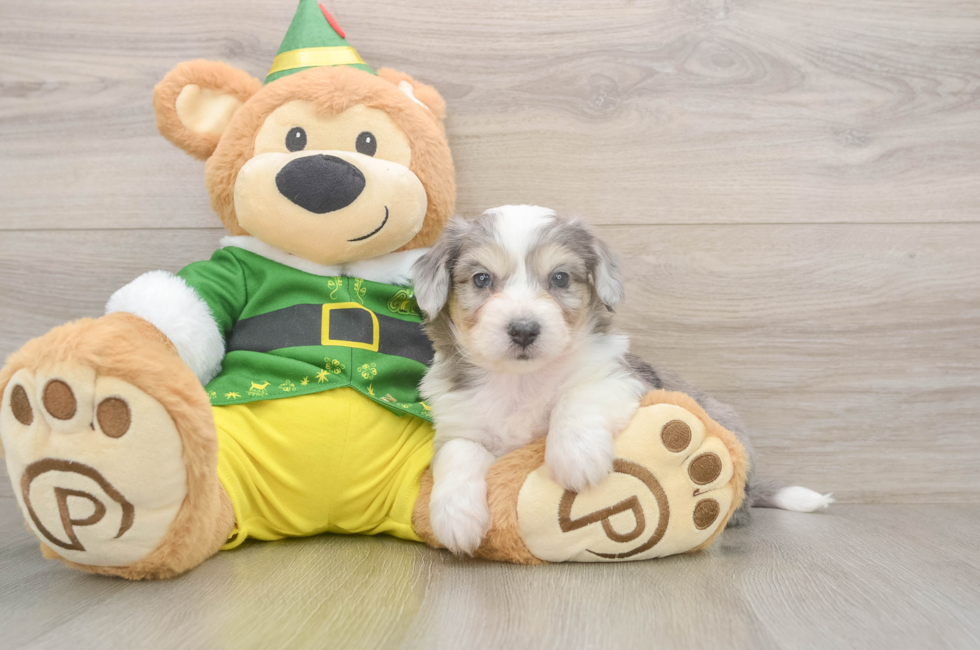6 week old Aussiechon Puppy For Sale - Florida Fur Babies
