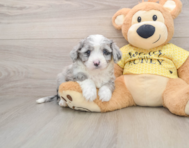 5 week old Aussiechon Puppy For Sale - Florida Fur Babies