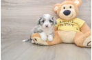 Hypoallergenic Aussie Bichon Designer Puppy