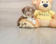 6 week old Aussiechon Puppy For Sale - Florida Fur Babies