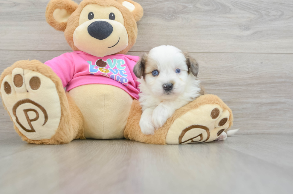 5 week old Aussiechon Puppy For Sale - Florida Fur Babies