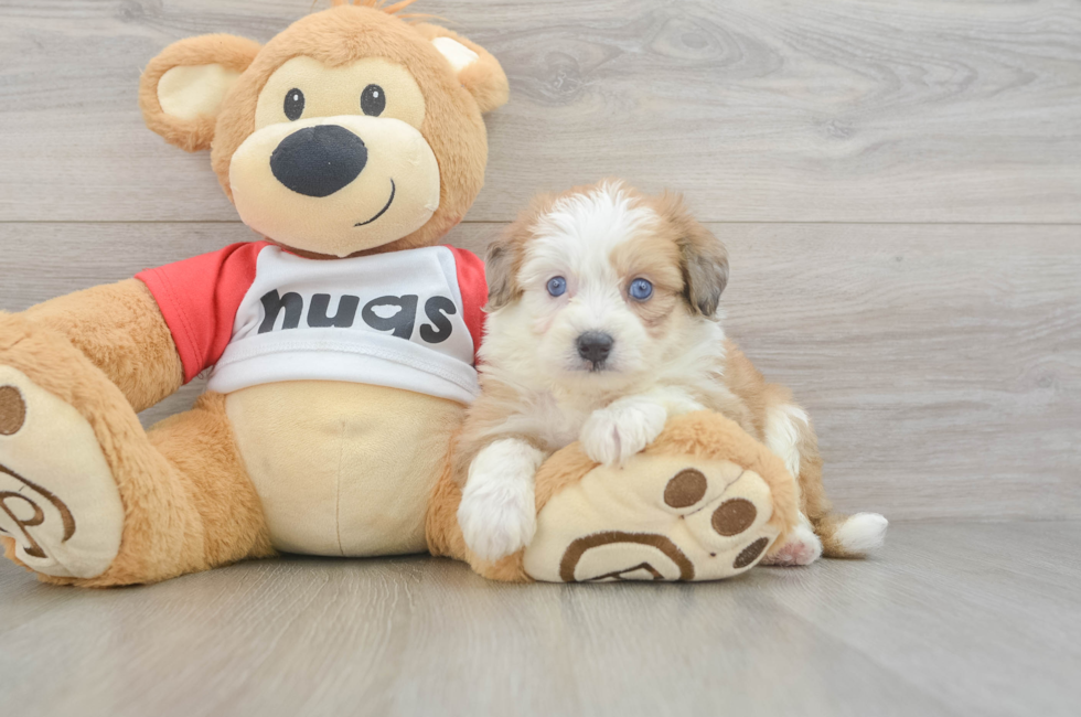 5 week old Aussiechon Puppy For Sale - Florida Fur Babies