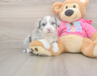 6 week old Aussiechon Puppy For Sale - Florida Fur Babies