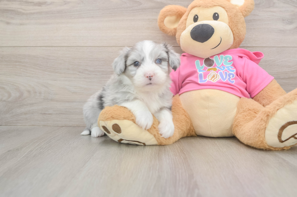 6 week old Aussiechon Puppy For Sale - Florida Fur Babies