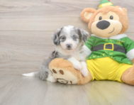 6 week old Aussiechon Puppy For Sale - Florida Fur Babies