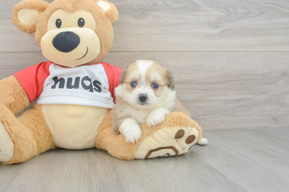5 week old Aussiechon Puppy For Sale - Florida Fur Babies