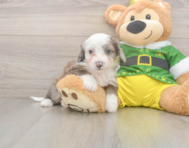 6 week old Aussiechon Puppy For Sale - Florida Fur Babies