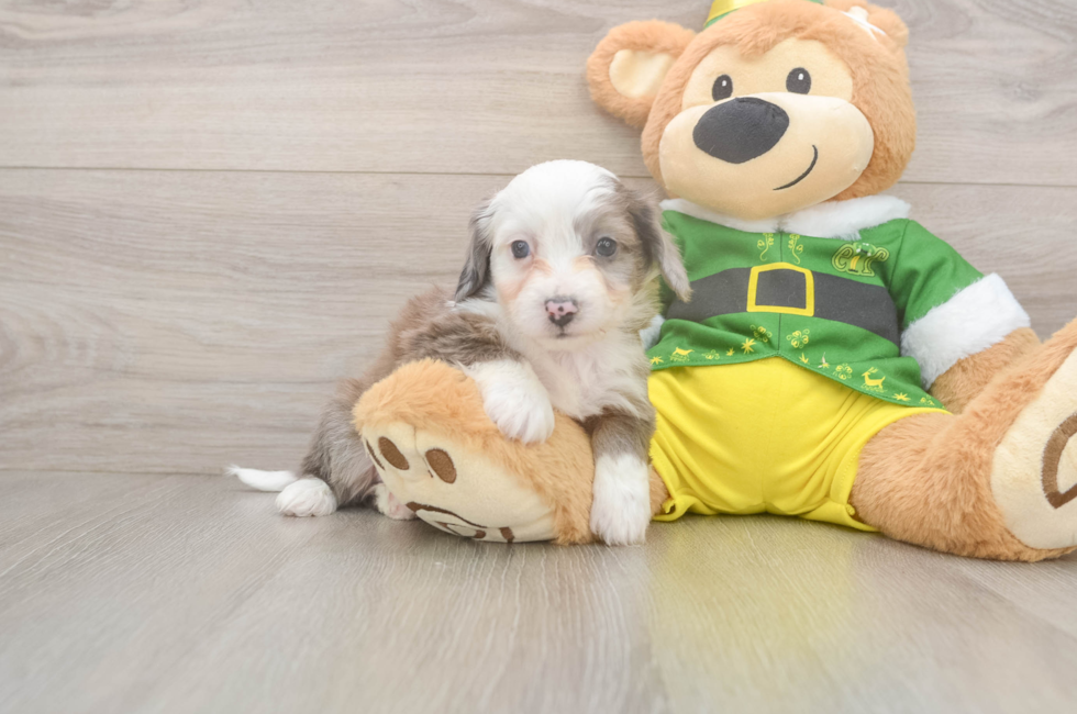 6 week old Aussiechon Puppy For Sale - Florida Fur Babies