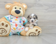 9 week old Aussiechon Puppy For Sale - Florida Fur Babies