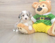 6 week old Aussiechon Puppy For Sale - Florida Fur Babies