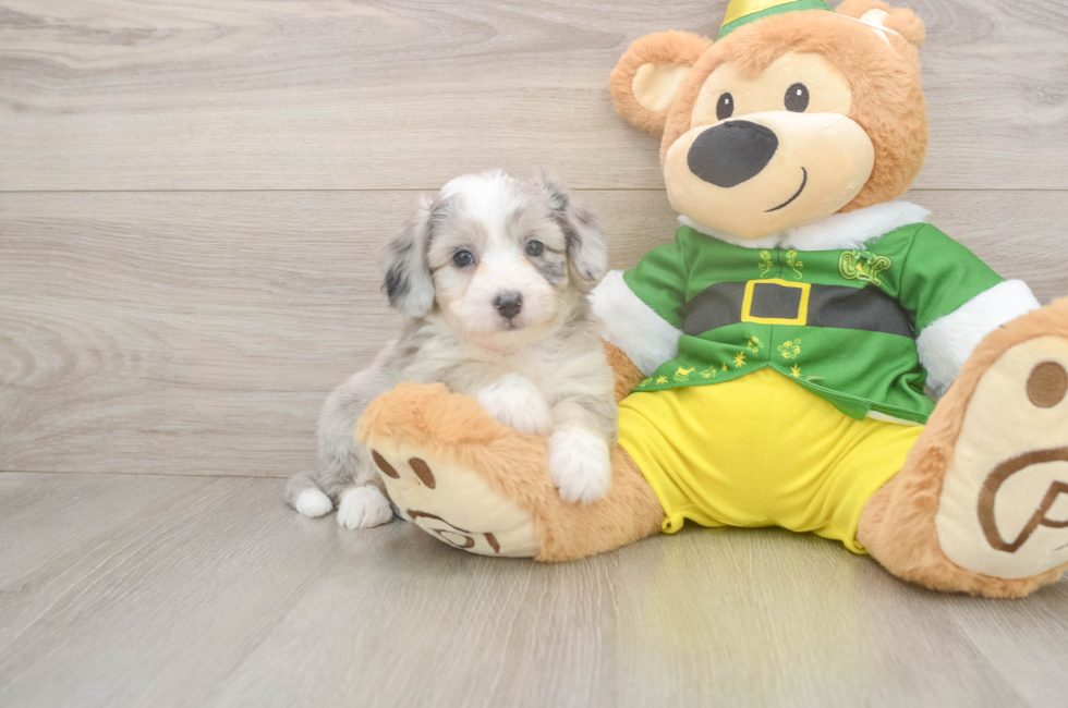 6 week old Aussiechon Puppy For Sale - Florida Fur Babies