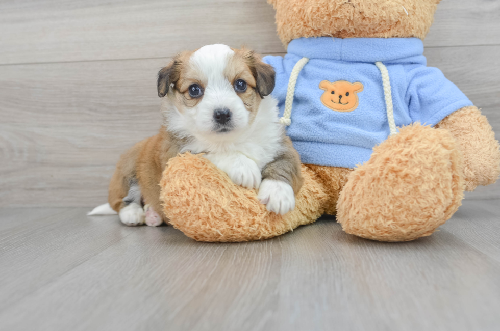 5 week old Aussiechon Puppy For Sale - Florida Fur Babies