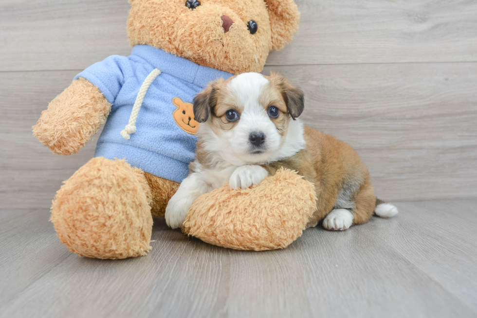 Energetic Australian Designer Puppy