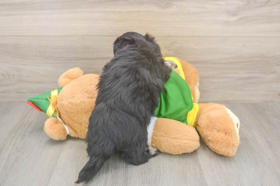 Best Aussiechon Baby