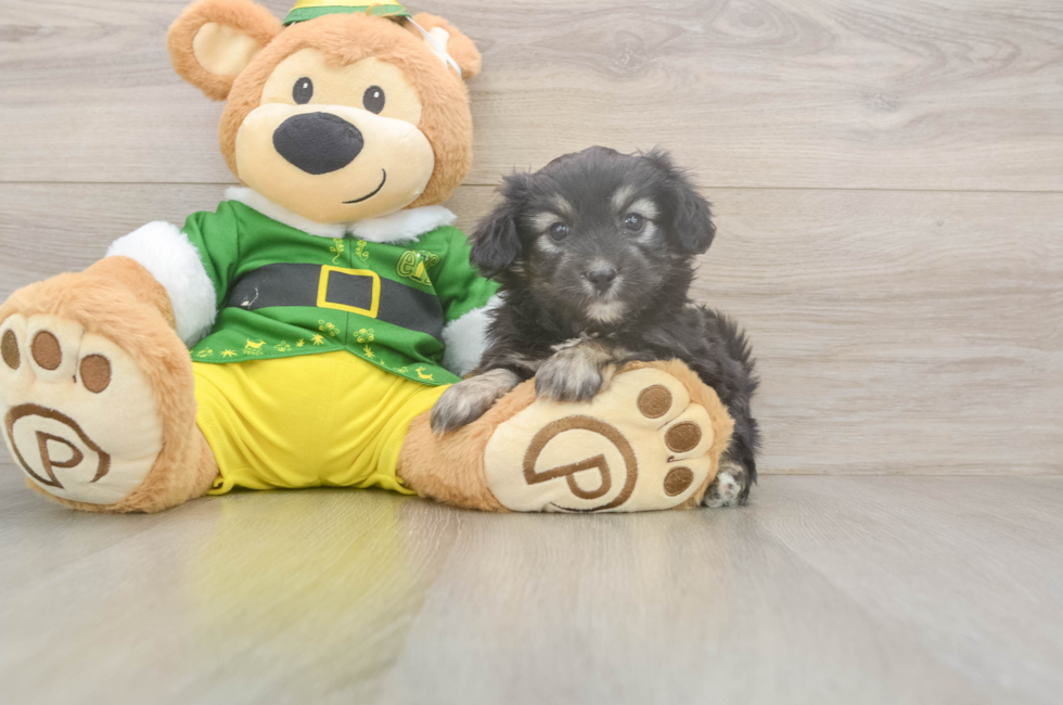 5 week old Aussiechon Puppy For Sale - Florida Fur Babies