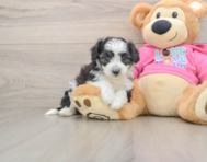 5 week old Aussiechon Puppy For Sale - Florida Fur Babies
