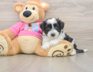 5 week old Aussiechon Puppy For Sale - Florida Fur Babies