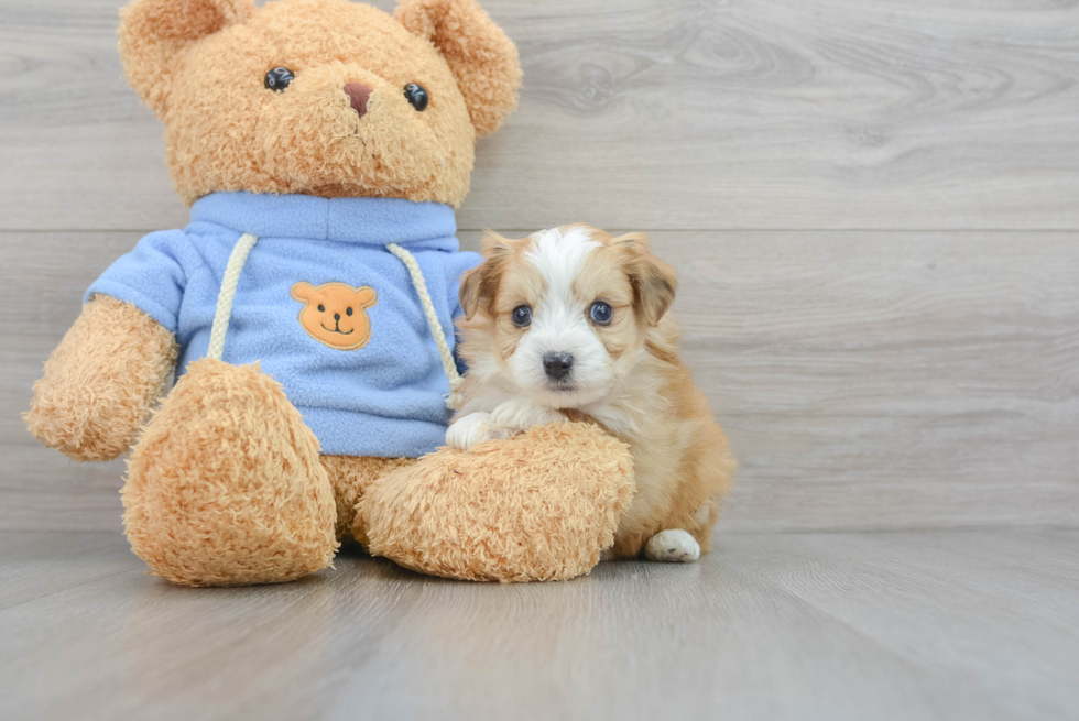 Little Australian Designer Puppy
