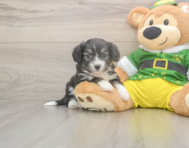 8 week old Aussiechon Puppy For Sale - Florida Fur Babies