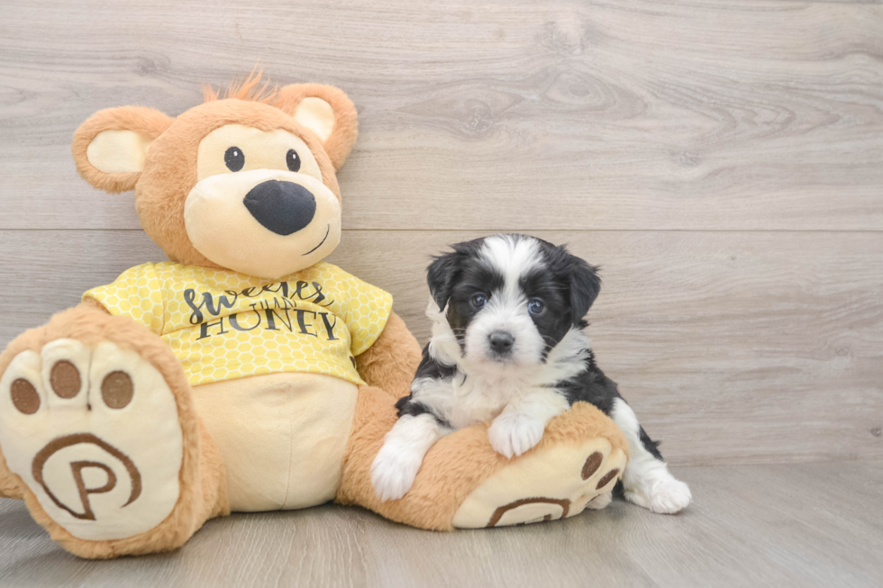 Aussiechon Puppy for Adoption