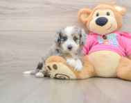 5 week old Aussiechon Puppy For Sale - Florida Fur Babies