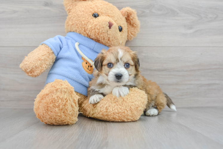 Aussiechon Puppy for Adoption