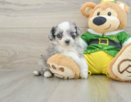 6 week old Aussiechon Puppy For Sale - Florida Fur Babies