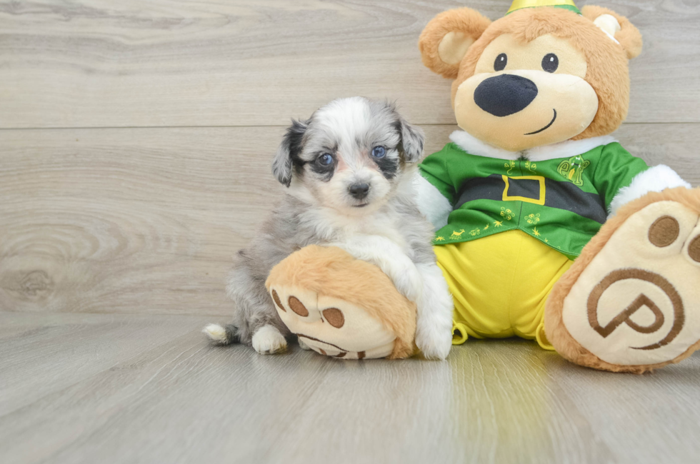 6 week old Aussiechon Puppy For Sale - Florida Fur Babies