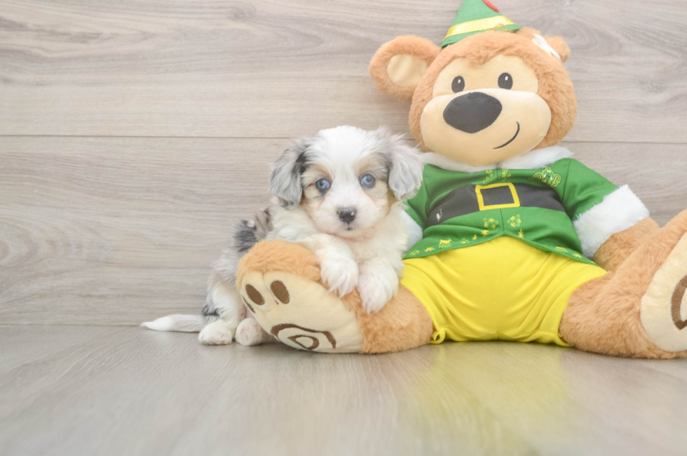 5 week old Aussiechon Puppy For Sale - Florida Fur Babies