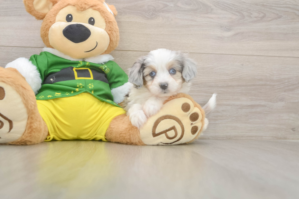Energetic Aussie Bichon Designer Puppy