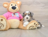 5 week old Aussiechon Puppy For Sale - Florida Fur Babies
