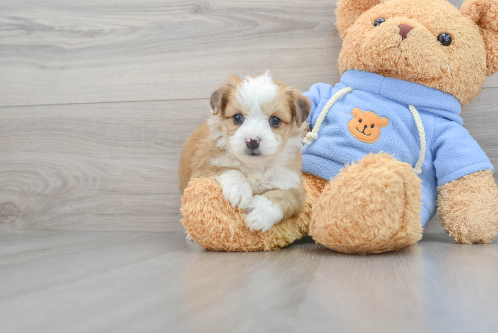 Aussiechon Puppy for Adoption
