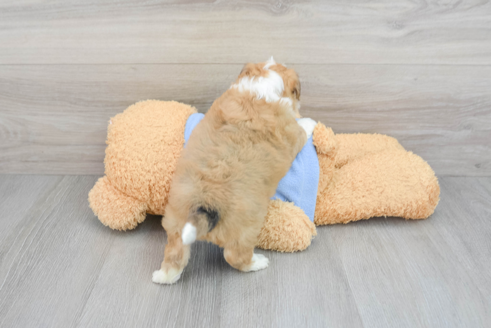 Aussiechon Puppy for Adoption